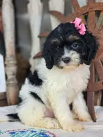 Bonnie, a female Cavapoo for sale in Silver Lake, IN – 1 of 6