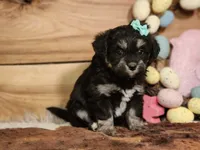 Dahlia, a female Miniature Aussiedoodle for sale in Silver Lake, IN – Photo 3 of 5