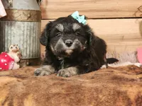 Dahlia, a female Miniature Aussiedoodle for sale in Silver Lake, IN – Photo 2 of 5