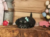 Dahlia, a female Miniature Aussiedoodle for sale in Silver Lake, IN – Photo 5 of 5
