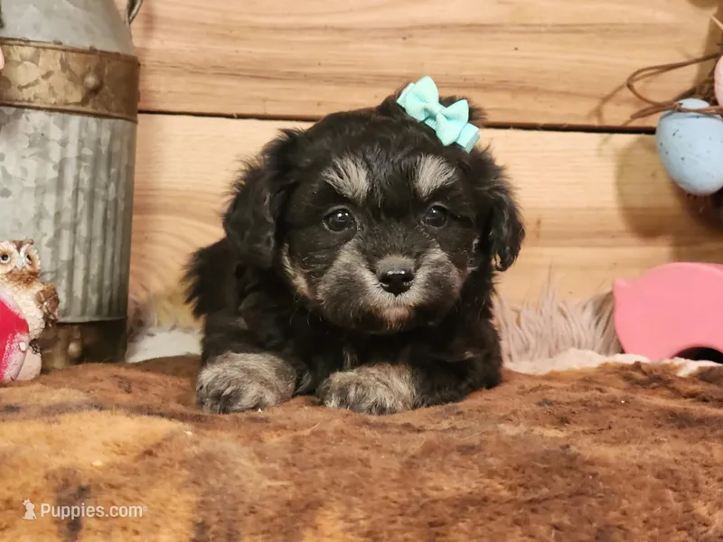 Dahlia – Miniature Aussiedoodle puppy for sale in Silver Lake, IN