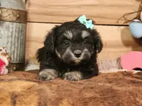 Dahlia, a female Miniature Aussiedoodle for sale in Silver Lake, IN – Photo 1 of 5