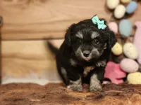 Dahlia, a female Miniature Aussiedoodle for sale in Silver Lake, IN – Photo 4 of 5