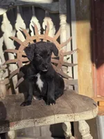 Sawyer, a male Australian Cattle Dog and Poodle - Miniature  for sale in Silver Lake, IN – 2 of 6