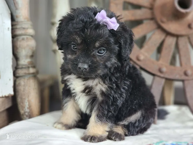 Taffy  – French Bulldog, Poodle - Toy  puppy for sale in Silver Lake, IN