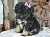 Taffy , a female French Bulldog and Poodle - Toy  for sale in Silver Lake, IN – 1 of 3