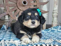 Dixie, a female Miniature Australian Shepherd for sale in Silver Lake, IN – 3 of 3