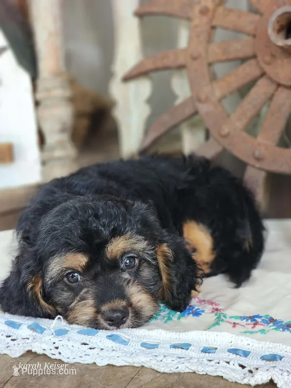 Bruno – Cavapoo puppy for sale in Silver Lake, IN