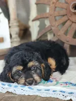 Bruno, a male Cavapoo for sale in Silver Lake, IN – 1 of 5