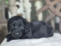 Wilma , a female Miniature Dachshund for sale in Silver Lake, IN – 2 of 4