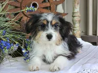 Daisy, a female Miniature Aussiedoodle for sale in Silver Lake, IN – 5 of 6
