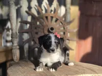 sally, a female Australian Cattle Dog and Poodle - Miniature  for sale in Silver Lake, IN – 5 of 5