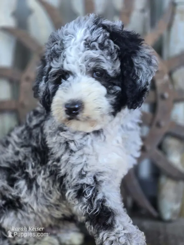 Elliot  – Miniature Goldendoodle puppy for sale in Silver Lake, IN