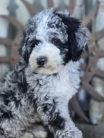 Elliot , a male Miniature Goldendoodle for sale in Silver Lake, IN – 1 of 10