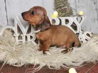 Candy cane carol, a female Miniature Dachshund for sale in Silver Lake, IN – Photo 3 of 5