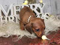 Candy cane carol, a female Miniature Dachshund for sale in Silver Lake, IN – Photo 5 of 5