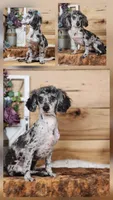 Sandy, a female Poodle - Toy  for sale in Silver Lake, IN – 6 of 6