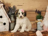 Beauty, a female Poodle - Miniature  and Miniature Bernedoodle for sale in Silver Lake, IN – Photo 2 of 7