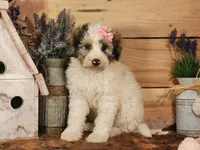 Beauty, a female Poodle - Miniature  and Miniature Bernedoodle for sale in Silver Lake, IN – Photo 3 of 7