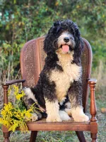 Beauty, a female Poodle - Miniature  and Miniature Bernedoodle for sale in Silver Lake, IN – Photo 7 of 7