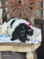 Bonnie, a female Cavapoo for sale in Silver Lake, IN – 4 of 6