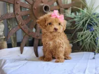 Susie, a female Poodle - Toy  for sale in Silver Lake, IN – 8 of 8