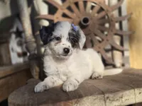 Stella, a female Australian Cattle Dog and Poodle - Miniature  for sale in Silver Lake, IN – 3 of 6
