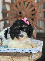 Bonnie, a female Cavapoo for sale in Silver Lake, IN – 6 of 6