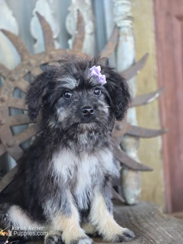 Taffy – French Bulldog, Poodle - Toy  puppy for sale in Silver Lake, IN