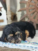 Bruno, a male Cavapoo for sale in Silver Lake, IN – 4 of 5
