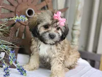 Taffy, a female French Bulldog and Poodle - Toy  for sale in Silver Lake, IN – 2 of 9