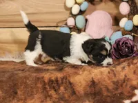 Daisy, a female Miniature Aussiedoodle for sale in Silver Lake, IN – Photo 2 of 4