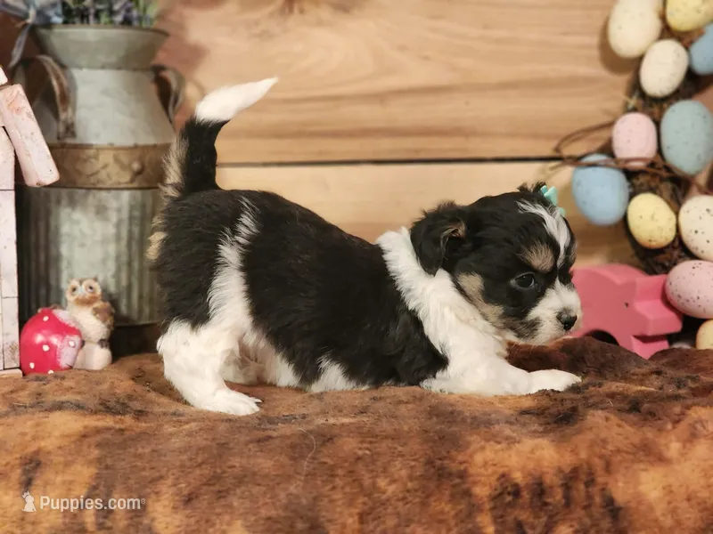 Daisy – Miniature Aussiedoodle puppy for sale in Silver Lake, IN