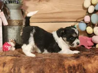 Daisy, a female Miniature Aussiedoodle for sale in Silver Lake, IN – Photo 1 of 4