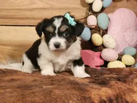 Daisy, a female Miniature Aussiedoodle for sale in Silver Lake, IN – Photo 4 of 4