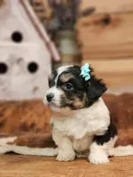 Daisy, a female Miniature Aussiedoodle for sale in Silver Lake, IN – Photo 3 of 4