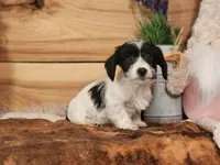 Lenny, a male Yorkshire Terrier and Miniature Dachshund for sale in Silver Lake, IN – Photo 3 of 3