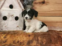 Lenny, a male Yorkshire Terrier and Miniature Dachshund for sale in Silver Lake, IN – Photo 1 of 3