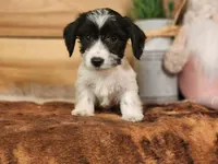 Lenny, a male Yorkshire Terrier and Miniature Dachshund for sale in Silver Lake, IN – Photo 2 of 3