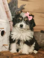 Daisy, a female Miniature Aussiedoodle for sale in Silver Lake, IN – 2 of 4