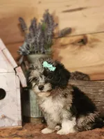 Candy , a female French Bulldog and Poodle - Toy  for sale in Silver Lake, IN – 2 of 4