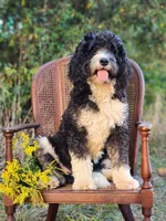 Beatris , a female Poodle - Miniature  and Miniature Bernedoodle for sale in Silver Lake, IN – 7 of 7