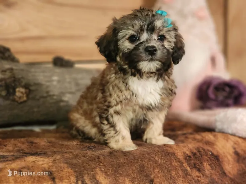 Taffy – French Bulldog, Poodle - Toy  puppy for sale in Silver Lake, IN