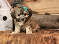 Taffy, a female French Bulldog and Poodle - Toy  for sale in Silver Lake, IN – 3 of 4