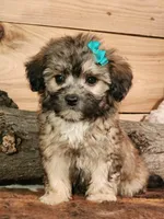 Taffy, a female French Bulldog and Poodle - Toy  for sale in Silver Lake, IN – 4 of 4