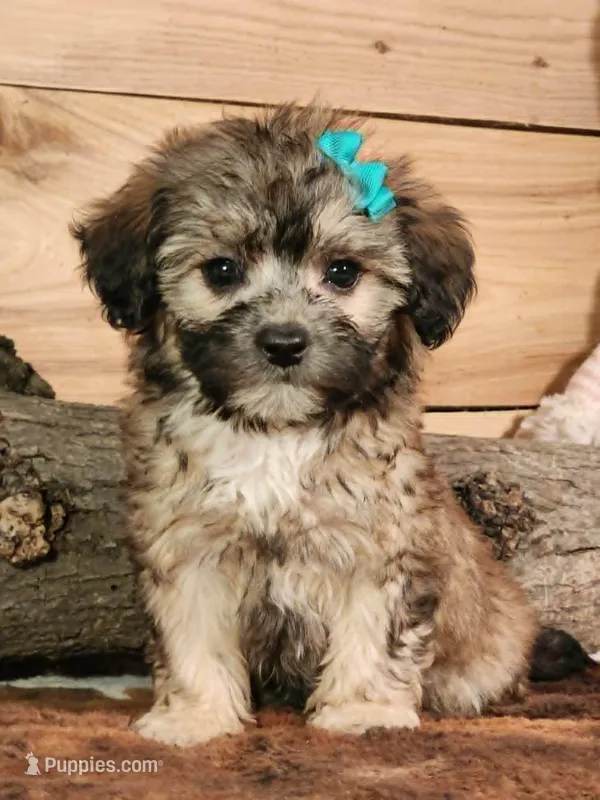 Taffy – French Bulldog, Poodle - Toy  puppy for sale in Silver Lake, IN