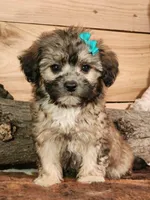 Taffy, a female French Bulldog and Poodle - Toy  for sale in Silver Lake, IN – 1 of 4