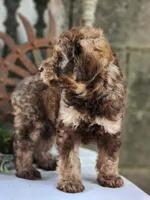 Bernard, a male Miniature Bernedoodle for sale in Silver Lake, IN – 4 of 6