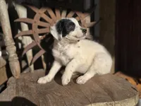 sammy, a male Australian Cattle Dog and Poodle - Miniature  for sale in Silver Lake, IN – 2 of 6