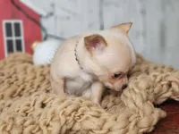 Figgy Pudding, a female Chihuahua and Chipoo for sale in Silver Lake, IN – Photo 2 of 6